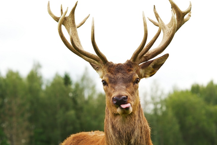 Animals That Can Regenerate, Deer 