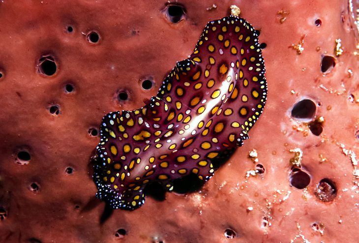 Animals That Can Regenerate, Flatworm