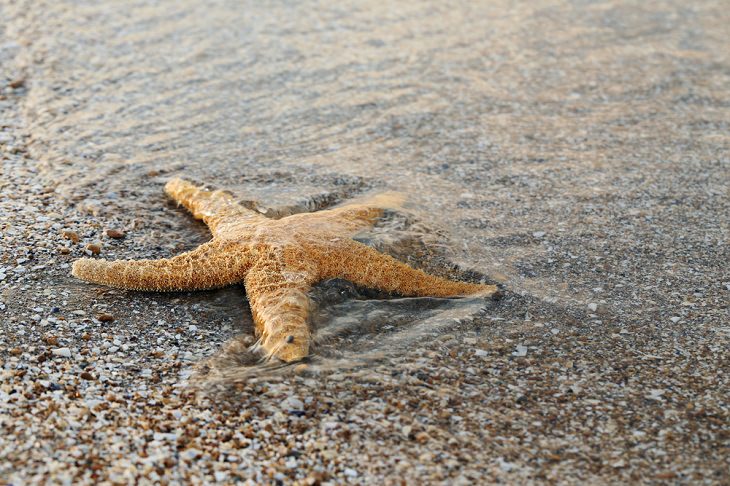 Animals That Can Regenerate, Sea Star