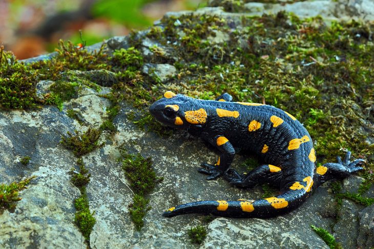 Animals That Can Regenerate, salamander