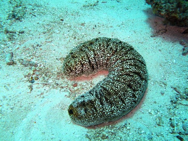 Animals That Can Regenerate, Sea cucumber (Holothuroidea)