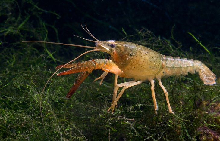 Animals That Can Regenerate, Crayfish