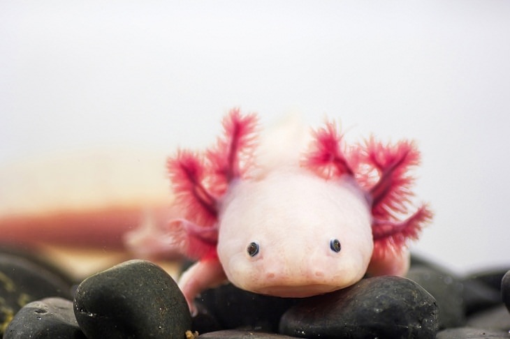 Animals That Can Regenerate, Axolotl 