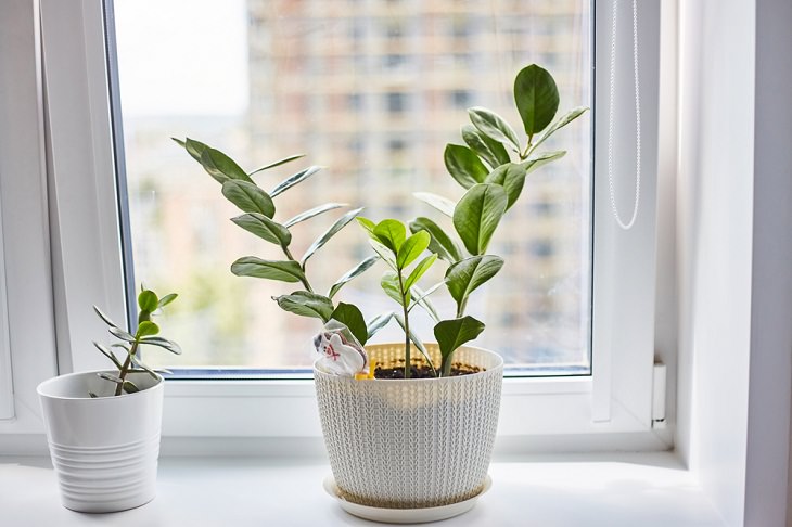 Bedroom Decluterring Tips , plants 