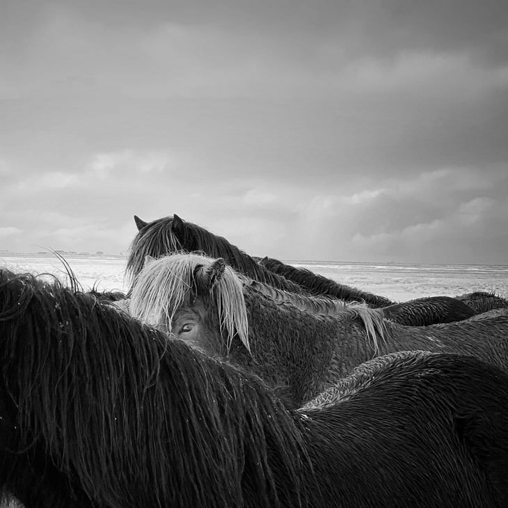 Winners of 2020 iPhone Photography Awards Animals 1sr Place - 'Horses In The Storm'