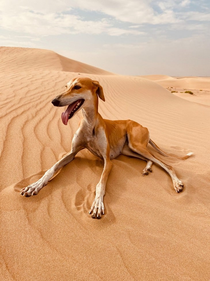 Winners of 2020 iPhone Photography Awards animals 3rd Place - 'The Empty Quarter'