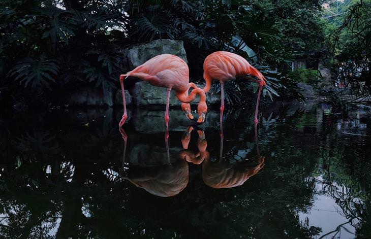 Winners of 2020 iPhone Photography  animals 2nd Place - 'Flamingos'