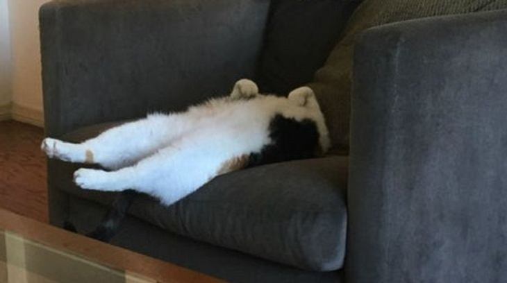 Relaxing Animals, cat