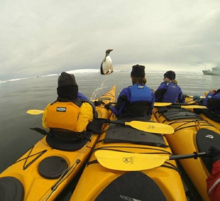 Perfectly Timed Photos, penguin