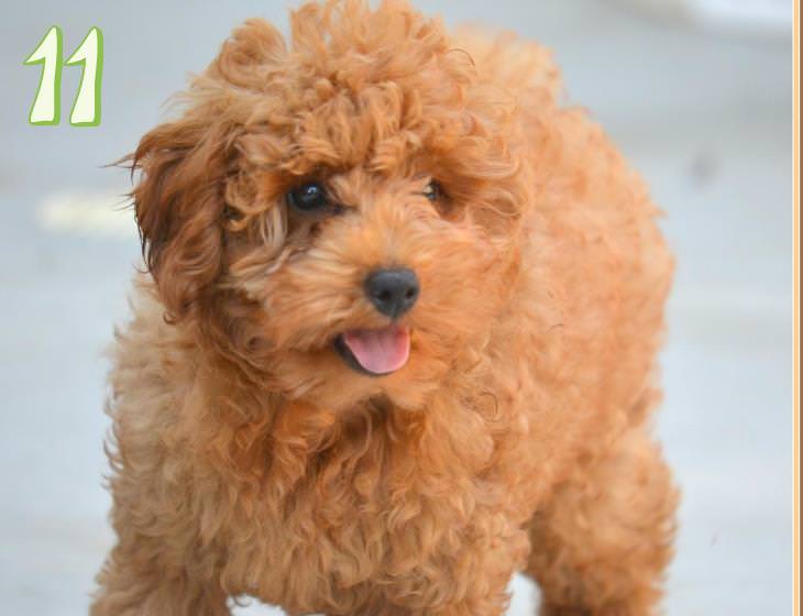 Guess the dog breeds based on puppy photographs