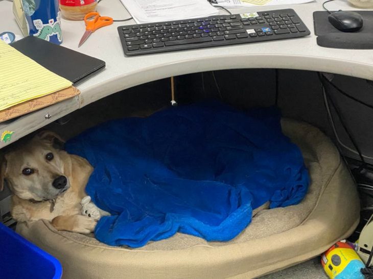 Dogs With Admirable Jobs Chief Morale Officer