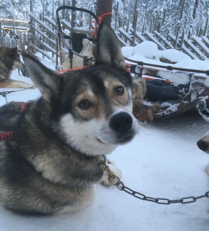 Dogs With Admirable Jobs sled dog