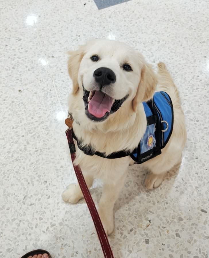 Dogs With Admirable Jobs assistance dog