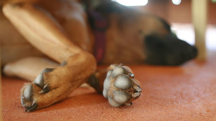 Pet Cleaning Tips dog paws