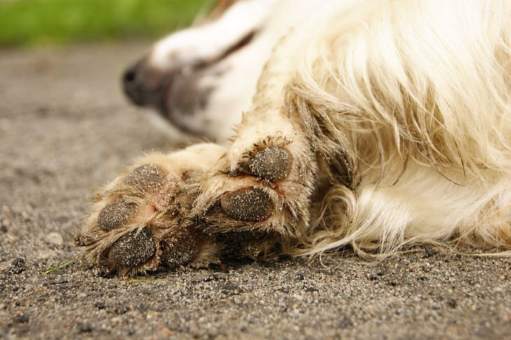 Pet Cleaning Tips dirty dog paws