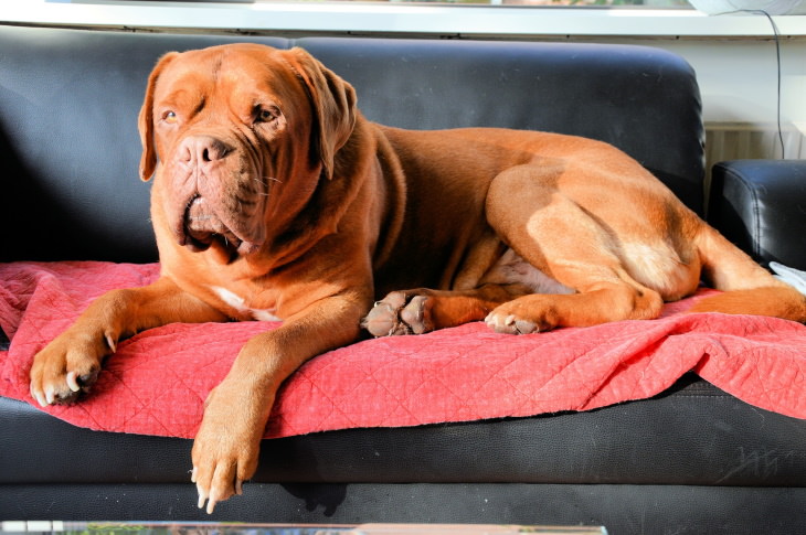 Pet Cleaning Tips dog on a couch blanket