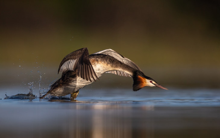BPOTY 2020 Winners “On the attack!” by Georgina Steytler