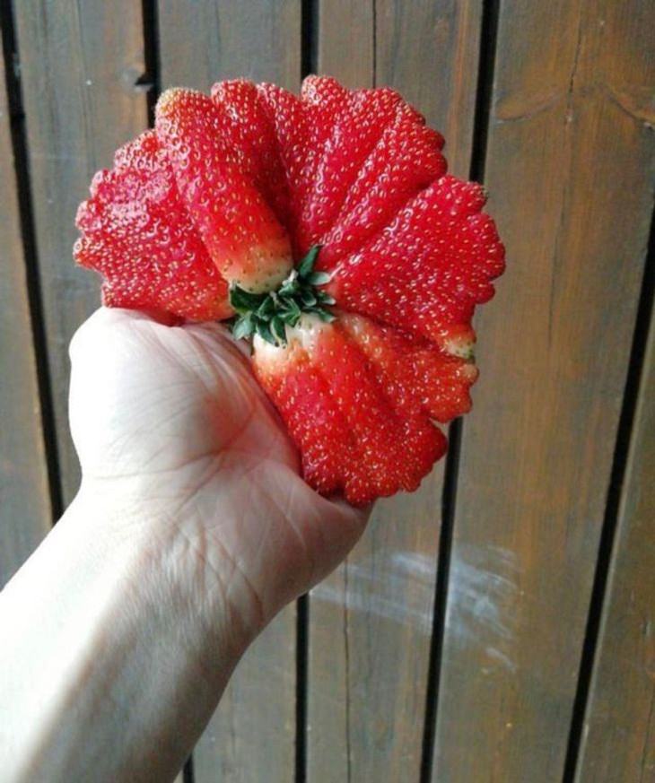 Gian Fruits and Veggies, strawberry