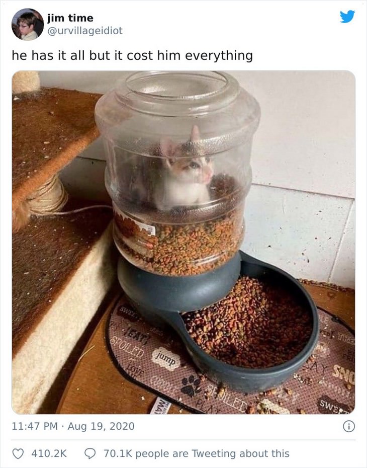 16 Hilarious Times Pets Got Stuck While Eating kitty in a feeder