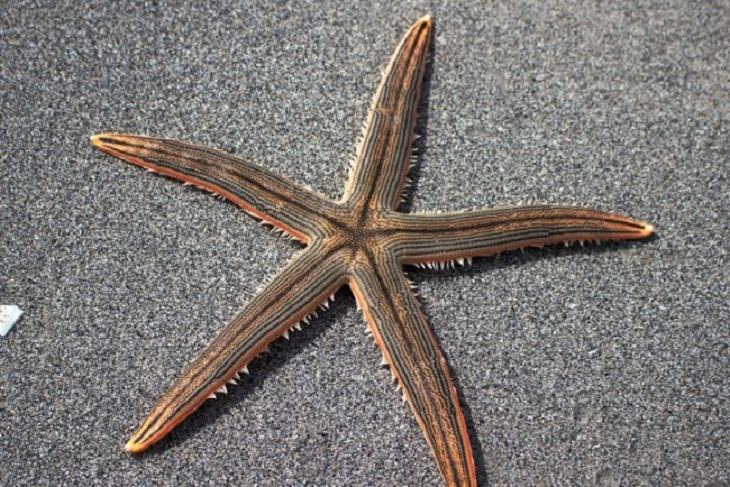 Misnomers, starfish