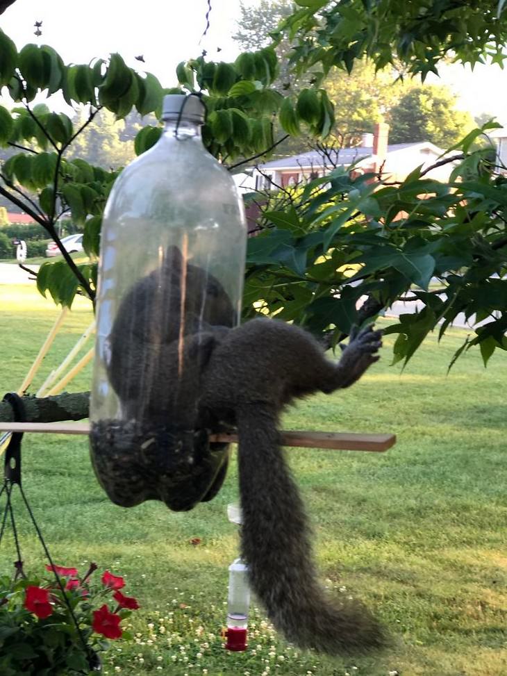 16 Hilarious Times Pets Got Stuck While Eating squirrel in birdfeeder