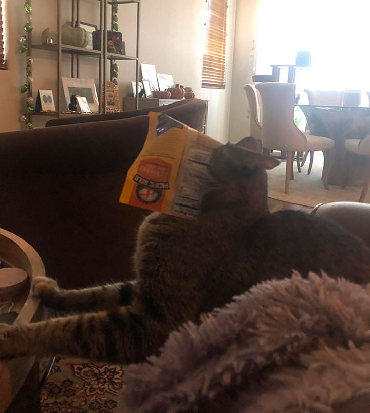 16 Hilarious Times Pets Got Stuck While Eating cat beef jerky