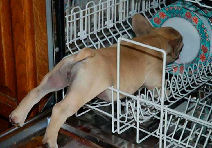 16 Hilarious Times Pets Got Stuck While Eating dog dishwasher