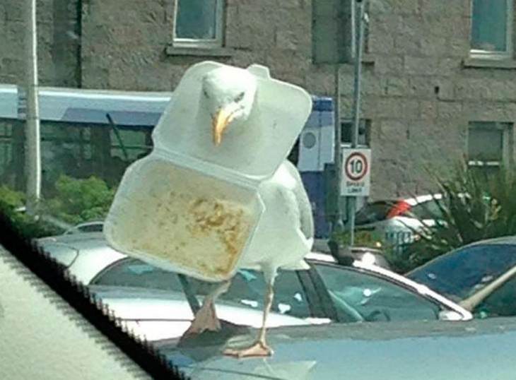 16 Hilarious Times Pets Got Stuck While Eating stuck seagull