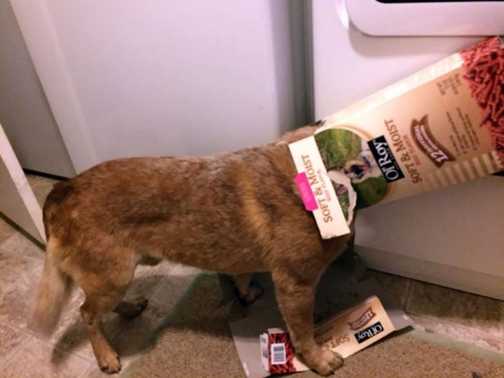 16 Hilarious Times Pets Got Stuck While Eating dog cereal box