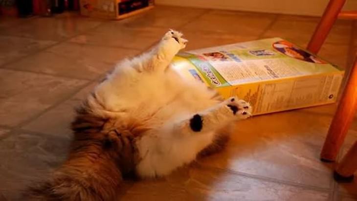16 Hilarious Times Pets Got Stuck While Eating cat cereal box