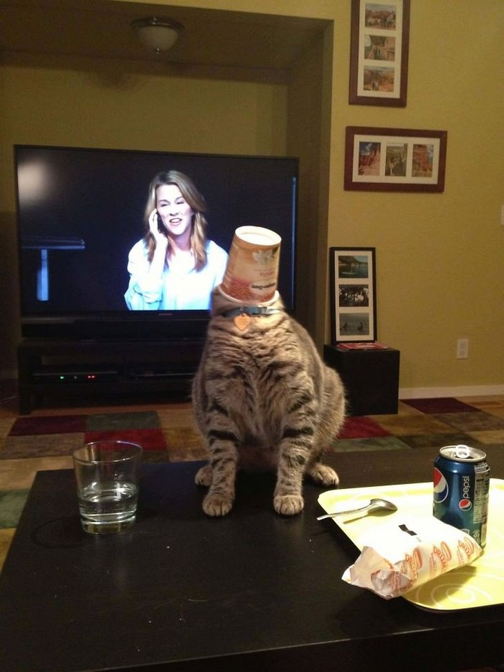 16 Hilarious Times Pets Got Stuck While Eating cat 