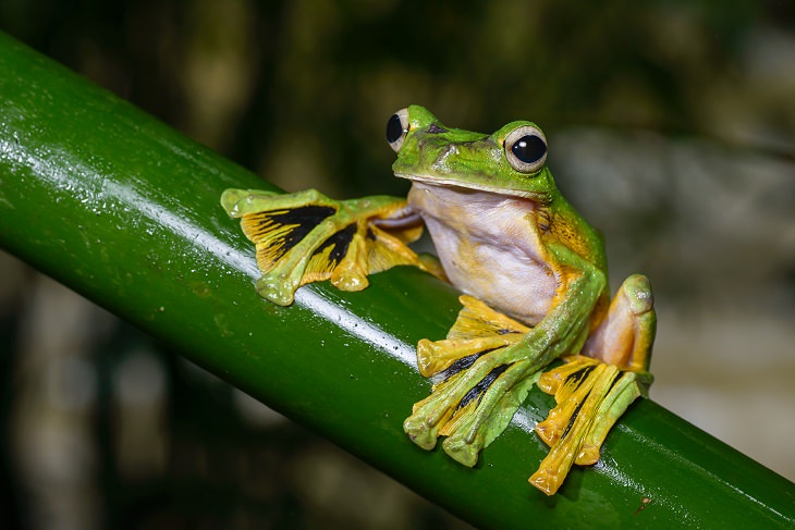 Animals That Fly,  Flying frog 