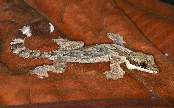 Animals That Fly, Flying gecko