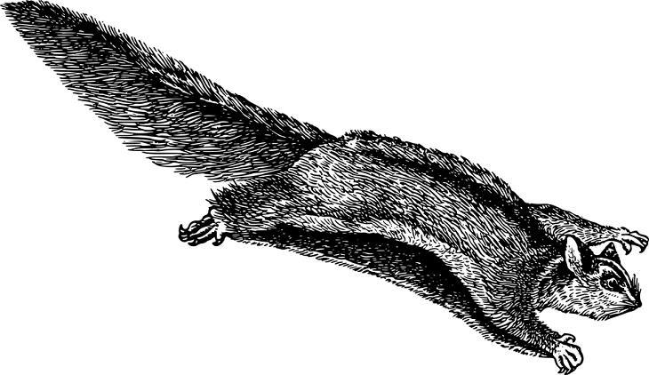 Animals That Fly, squirrel