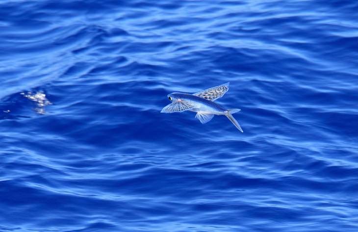 Animals That Fly, Flying fish