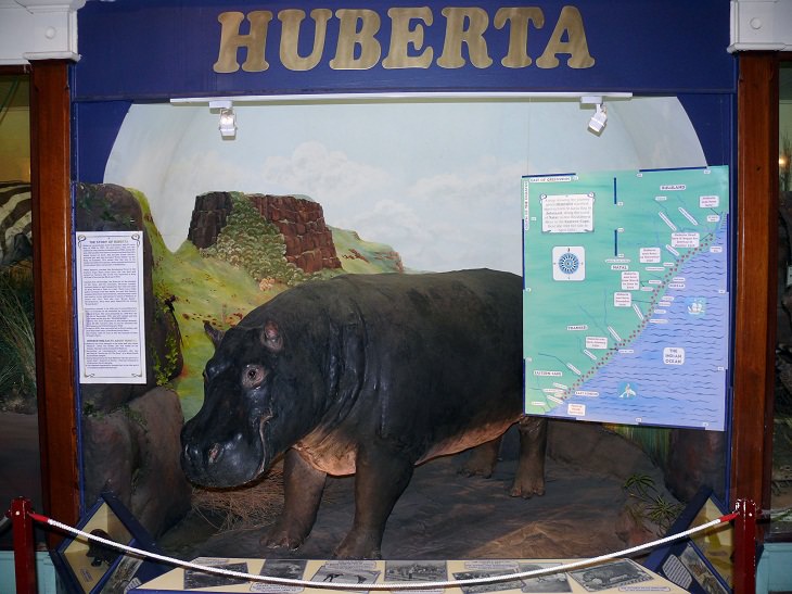 Weirdest Historical Events, Huberta, The Traveling Hippo