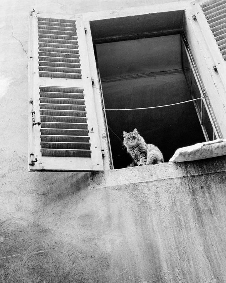Amazing 20th Century Street Photography Uncovered cat