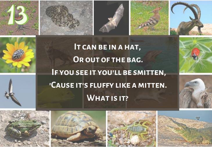 Clever and Fun Riddles About Different Types of Animals