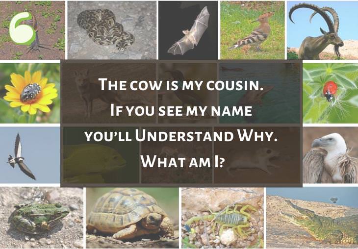 Clever and Fun Riddles About Different Types of Animals