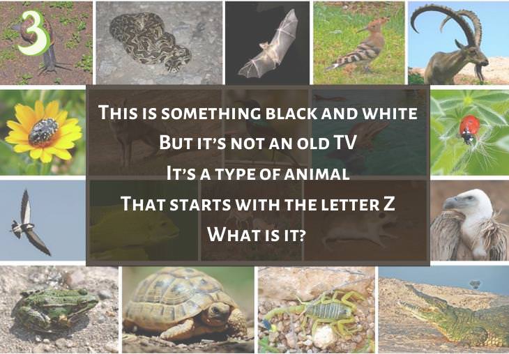 Fun and Clever Riddles About Animals