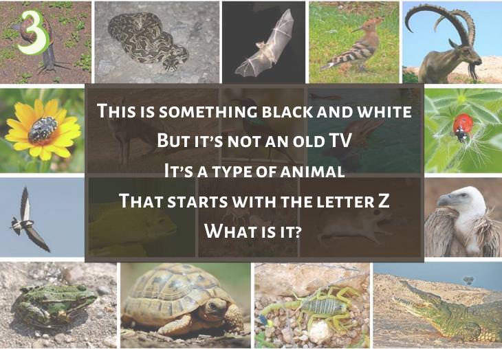 Clever and Fun Riddles About Different Types of Animals