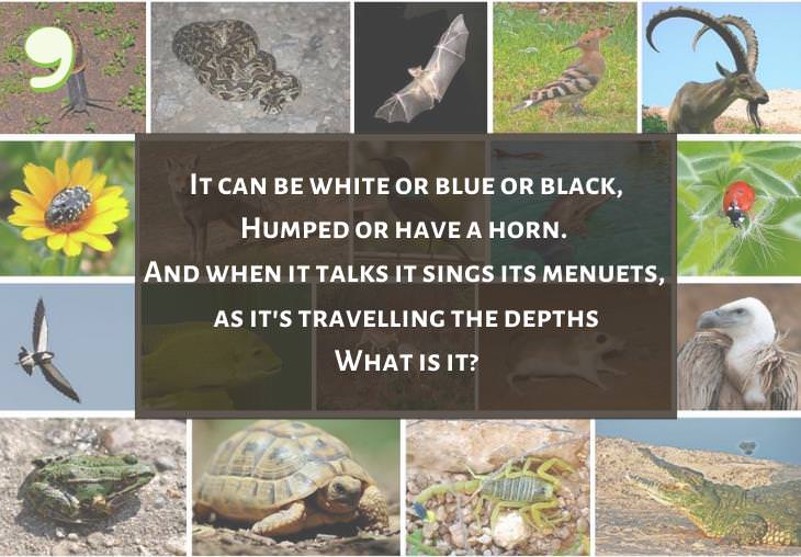 Clever and Fun Riddles About Different Types of Animals