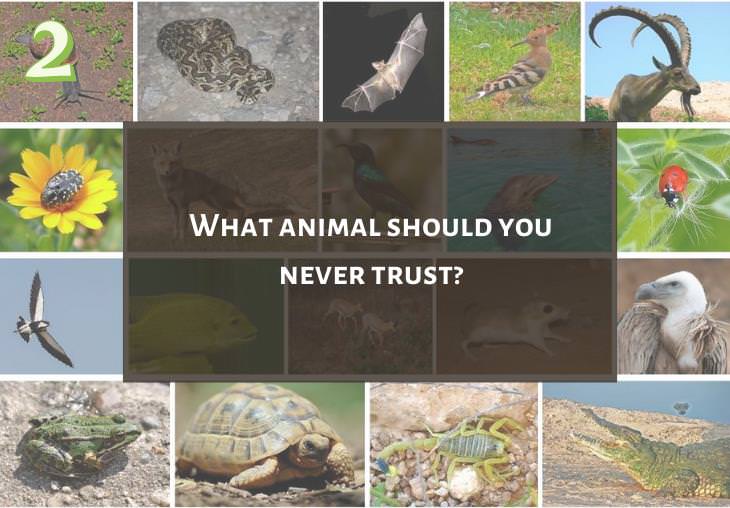 Clever and Fun Riddles About Different Types of Animals