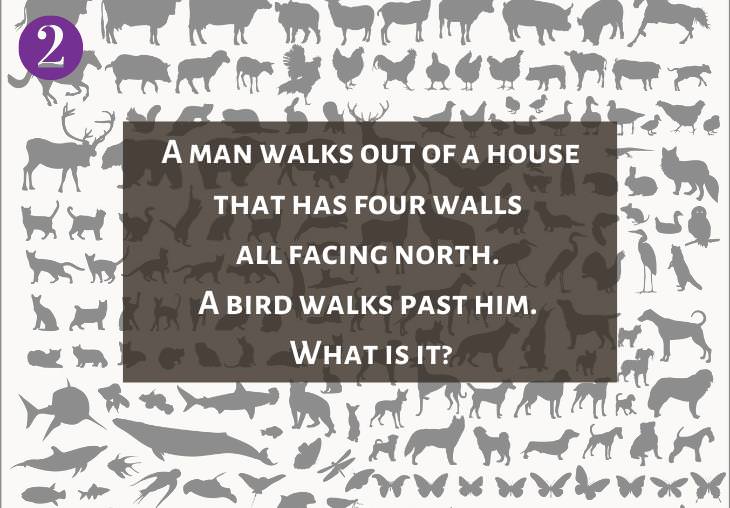 Clever and Fun Riddles About Different Types of Animals