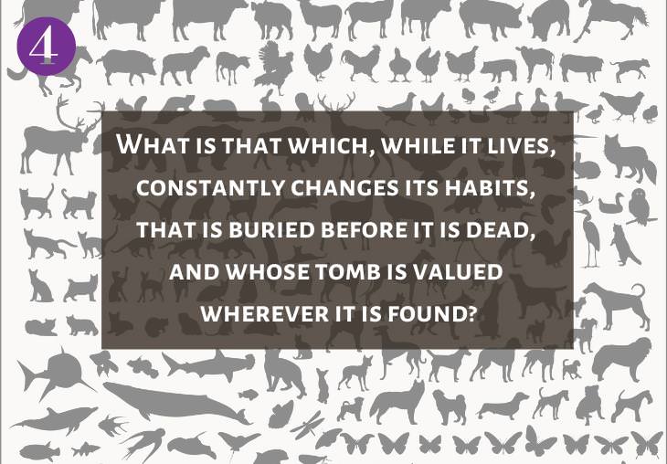 Clever and Fun Riddles About Different Types of Animals