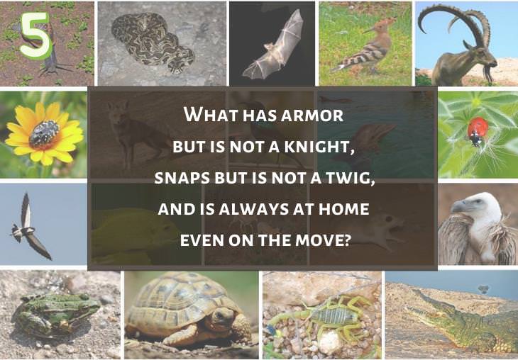 Clever and Fun Riddles About Different Types of Animals