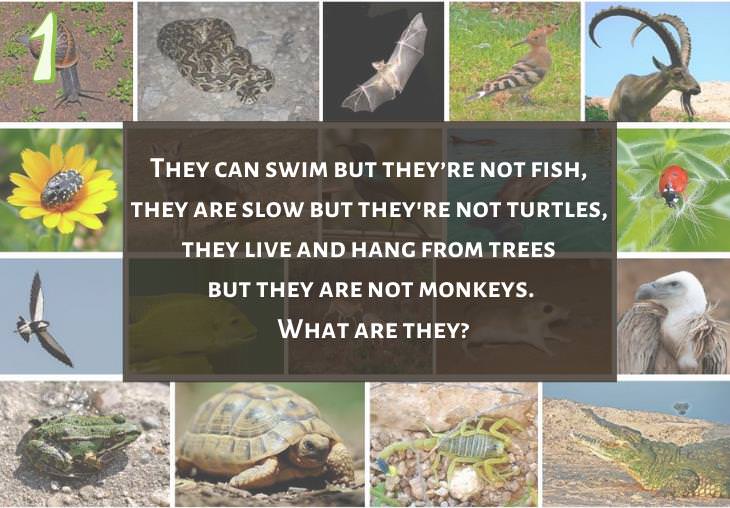 Clever and Fun Riddles About Different Types of Animals