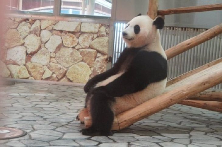 Funny animals, panda