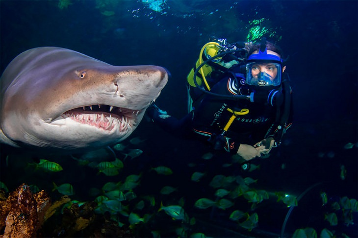 Award-Winning Photos from Zoos & Aquariums, shark