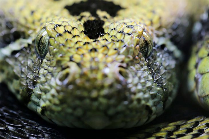Award-Winning Photos from Zoos & Aquariums, snake